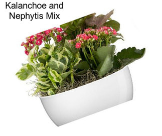 Kalanchoe and Nephytis Mix