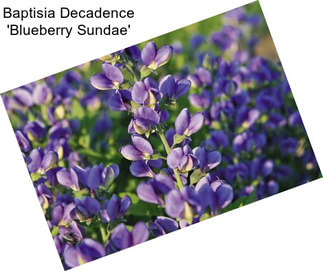 Baptisia Decadence \'Blueberry Sundae\'