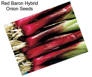 Red Baron Hybrid Onion Seeds