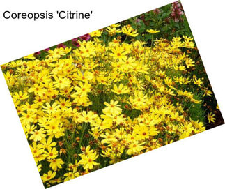 Coreopsis \'Citrine\'