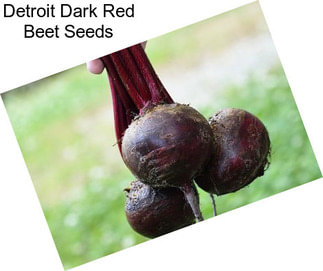 Detroit Dark Red Beet Seeds