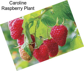 Caroline Raspberry Plant