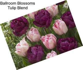 Ballroom Blossoms Tulip Blend
