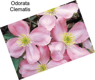 Odorata Clematis