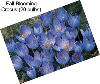 Fall-Blooming Crocus (20 bulbs)