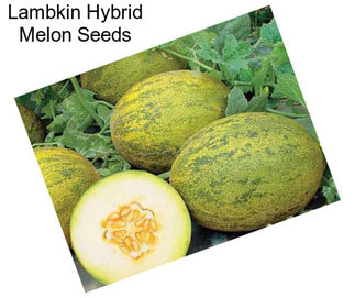 Lambkin Hybrid Melon Seeds