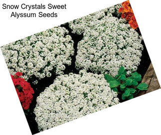 Snow Crystals Sweet Alyssum Seeds