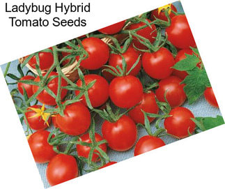 Ladybug Hybrid Tomato Seeds