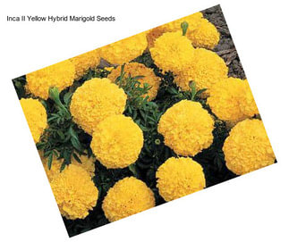 Inca II Yellow Hybrid Marigold Seeds
