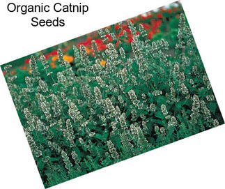 Organic Catnip Seeds