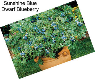Sunshine Blue Dwarf Blueberry