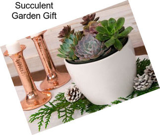 Succulent Garden Gift