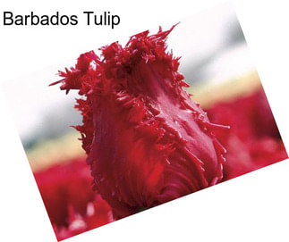 Barbados Tulip