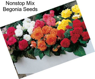 Nonstop Mix Begonia Seeds
