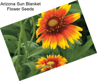 Arizona Sun Blanket Flower Seeds