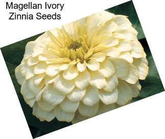 Magellan Ivory Zinnia Seeds