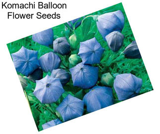 Komachi Balloon Flower Seeds