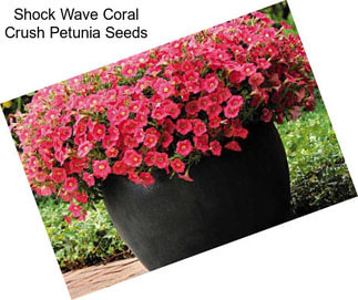 Shock Wave Coral Crush Petunia Seeds