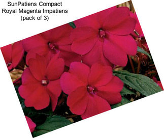 SunPatiens Compact Royal Magenta Impatiens (pack of 3)