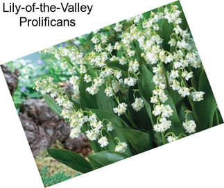 Lily-of-the-Valley Prolificans