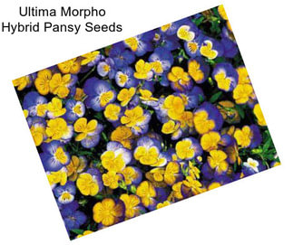 Ultima Morpho Hybrid Pansy Seeds
