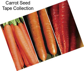 Carrot Seed Tape Collection