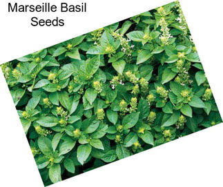 Marseille Basil Seeds