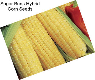 Sugar Buns Hybrid Corn Seeds