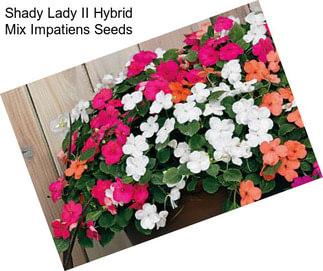 Shady Lady II Hybrid Mix Impatiens Seeds