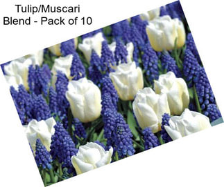 Tulip/Muscari Blend - Pack of 10