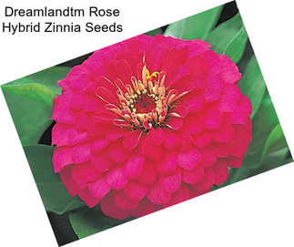 Dreamlandtm Rose Hybrid Zinnia Seeds