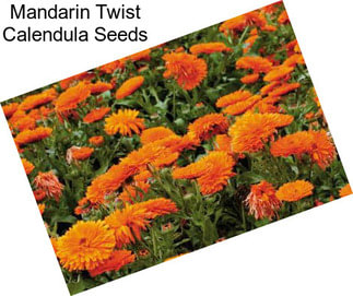 Mandarin Twist Calendula Seeds