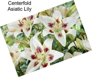 Centerfold Asiatic Lily