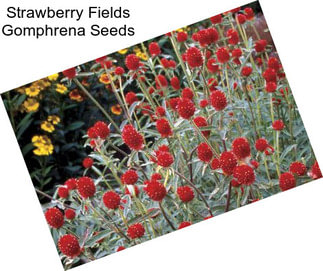 Strawberry Fields Gomphrena Seeds