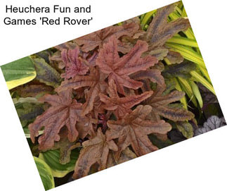 Heuchera Fun and Games \'Red Rover\'