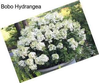 Bobo Hydrangea