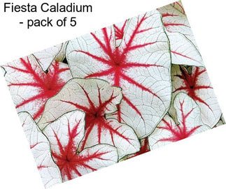 Fiesta Caladium - pack of 5