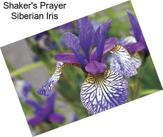 Shaker\'s Prayer Siberian Iris