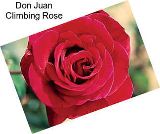 Don Juan Climbing Rose