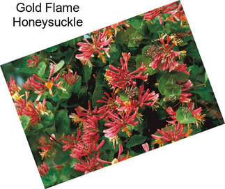 Gold Flame Honeysuckle