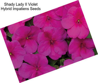 Shady Lady II Violet Hybrid Impatiens Seeds