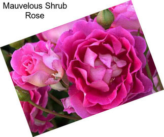 Mauvelous Shrub Rose