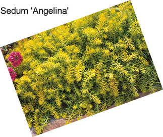 Sedum \'Angelina\'