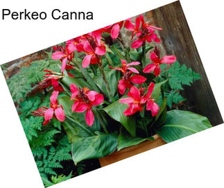 Perkeo Canna