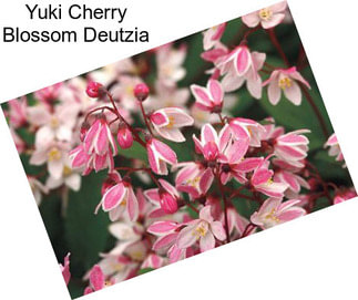 Yuki Cherry Blossom Deutzia