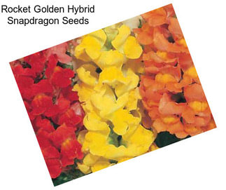 Rocket Golden Hybrid Snapdragon Seeds