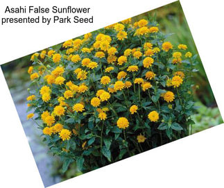 Asahi False Sunflower presented by Park Seed