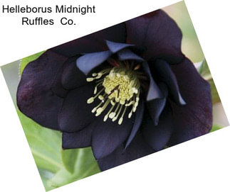 Helleborus Midnight Ruffles  Co.