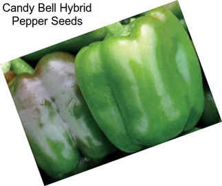 Candy Bell Hybrid Pepper Seeds