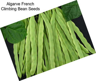 Algarve French Climbing Bean Seeds